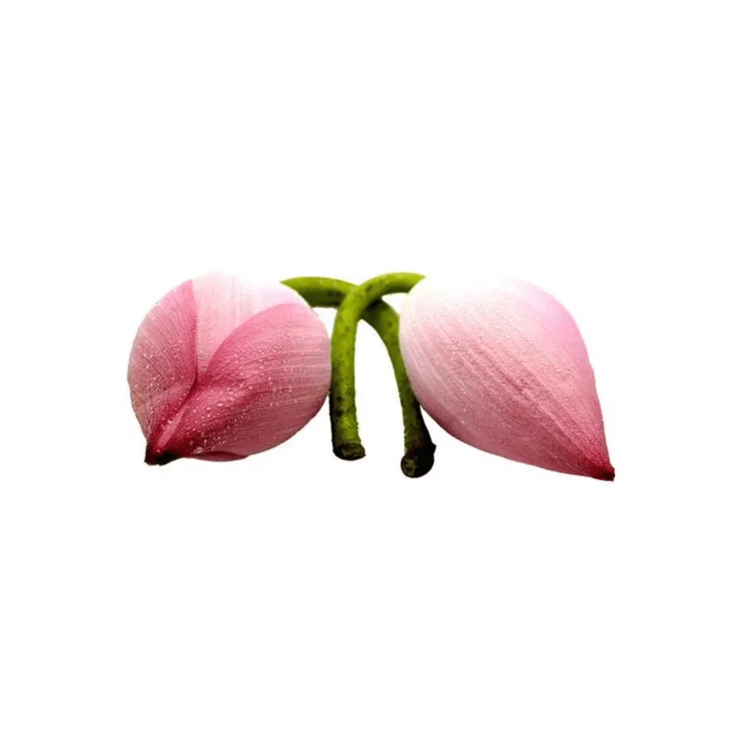 Fresh Lotus flower , 2 pcs Premium Quality - Image 3
