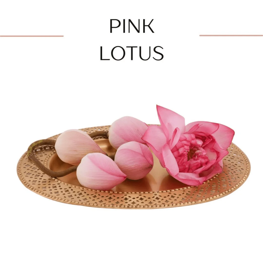 Fresh Lotus flower , 2 pcs Premium Quality - Image 2